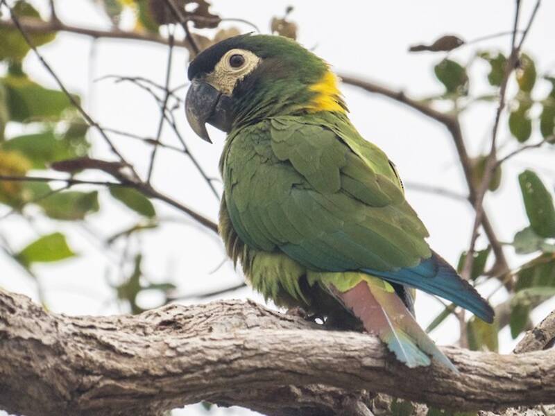 Yellow-collared Macaw, 照片 4