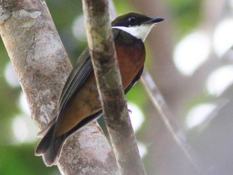 Yellow-crowned Manakin, 照片 3