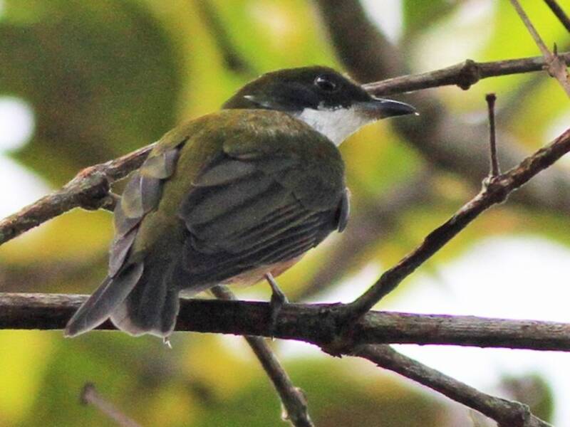 Yellow-crowned Manakin, 照片 4