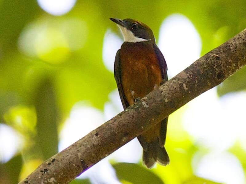 Yellow-crowned Manakin, 照片 2