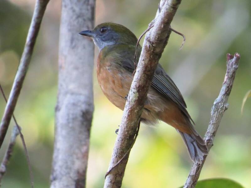 Yellow-crowned Manakin