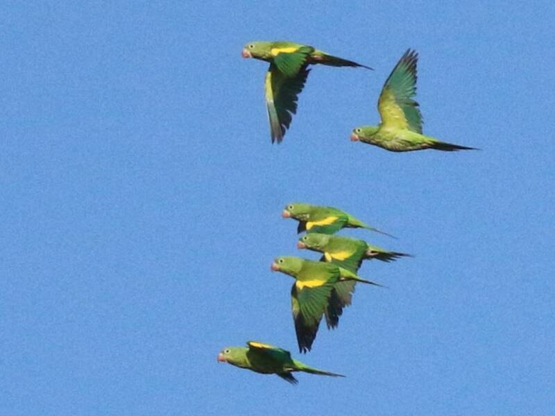 Parrocchetto aligialle