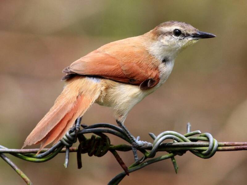 Yellow-chinned Spinetail, Photos 3