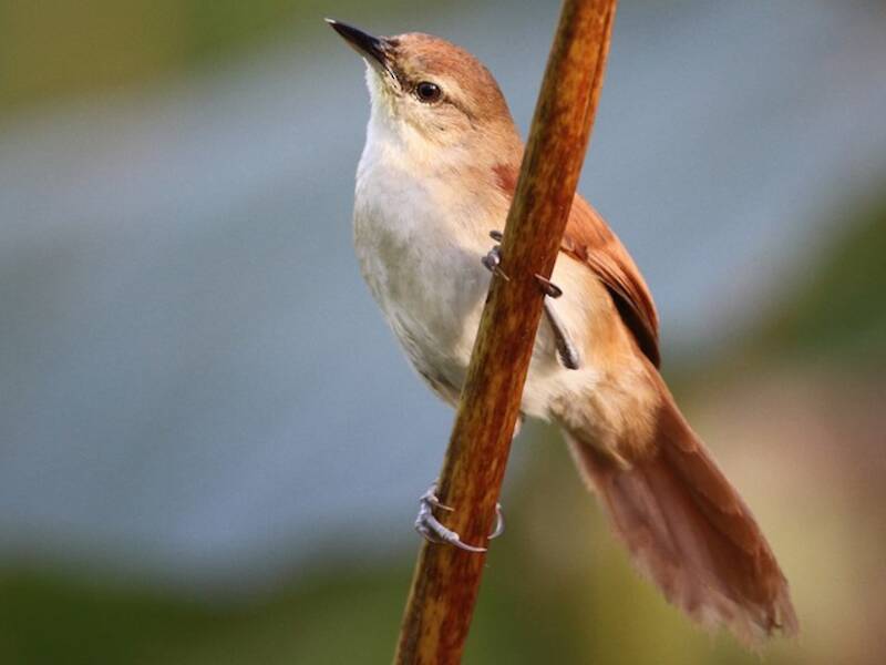 Yellow-chinned Spinetail, Photos 2