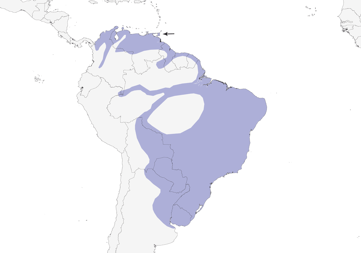 Yellow-chinned Spinetail, Distribution 1