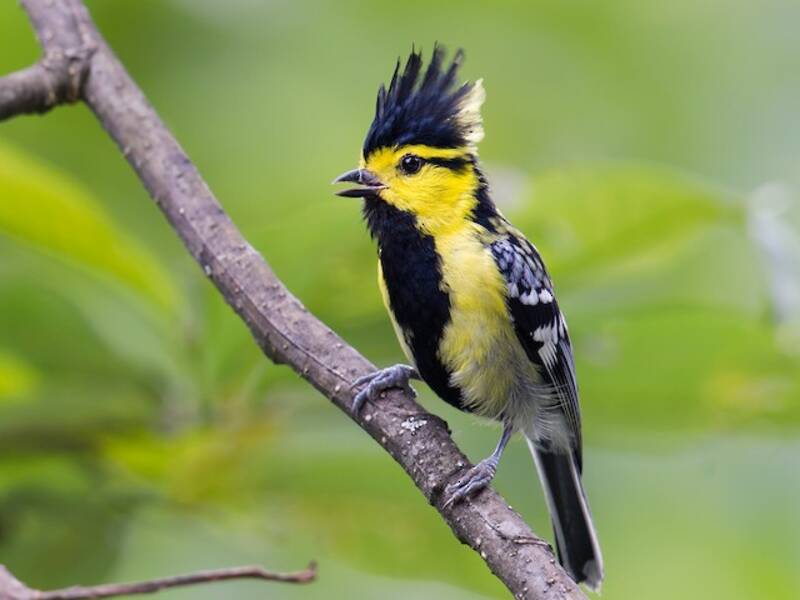 Yellow-cheeked Tit, 照片 3