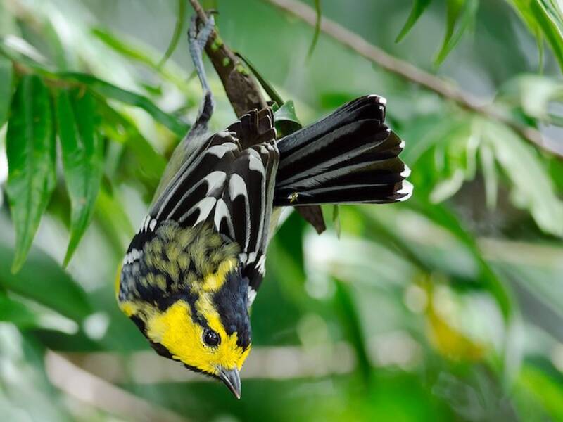 Yellow-cheeked Tit, 照片 4