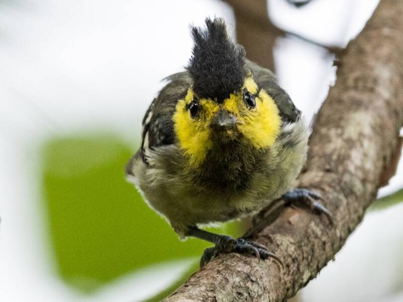 Yellow-cheeked Tit