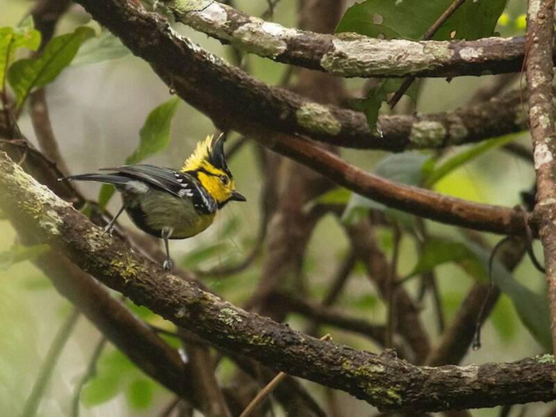 Yellow-cheeked Tit, 照片 2