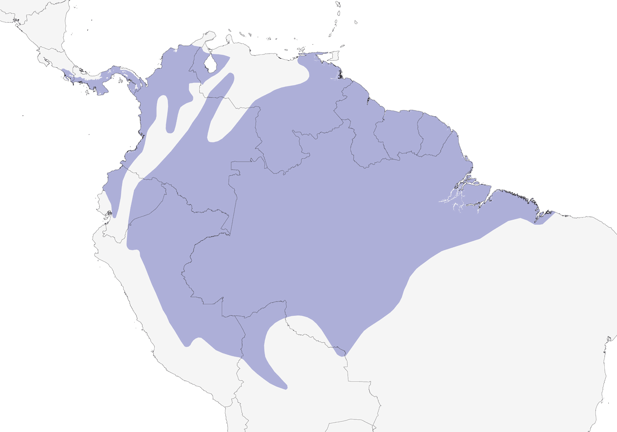 Gelbkronen-Zwergtyrann, Verbreitung 1