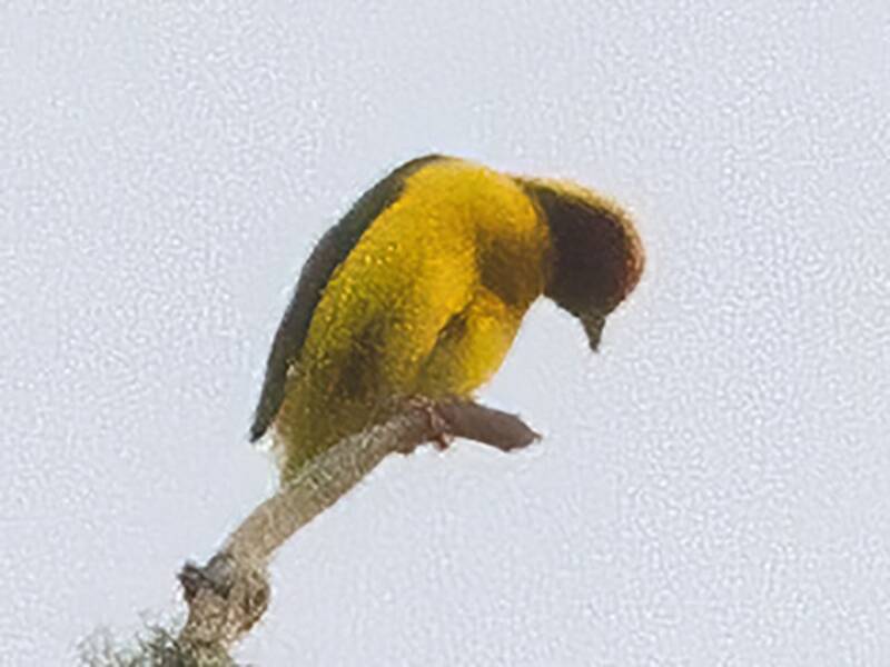 Tisserin à calotte jaune, Photos 2