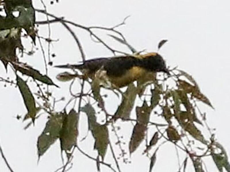 Tisserin à calotte jaune, Photos 4