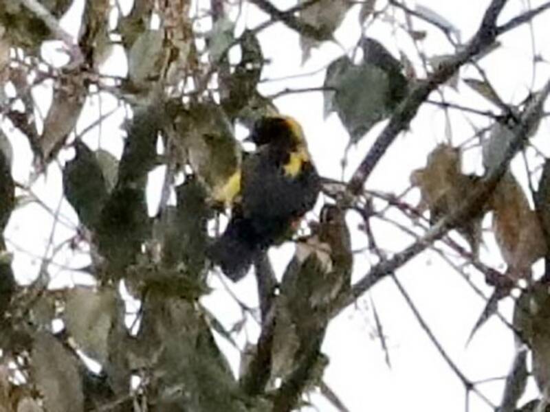 Tisserin à calotte jaune, Photos 3