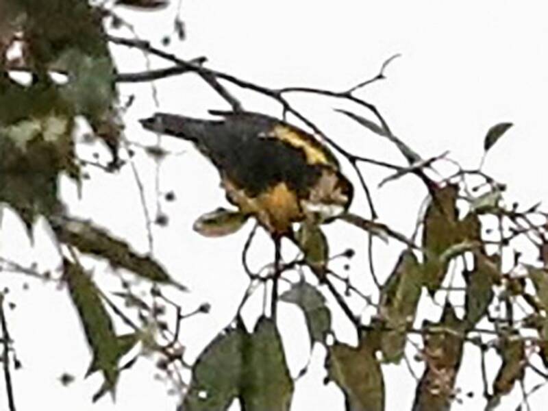Tisserin à calotte jaune