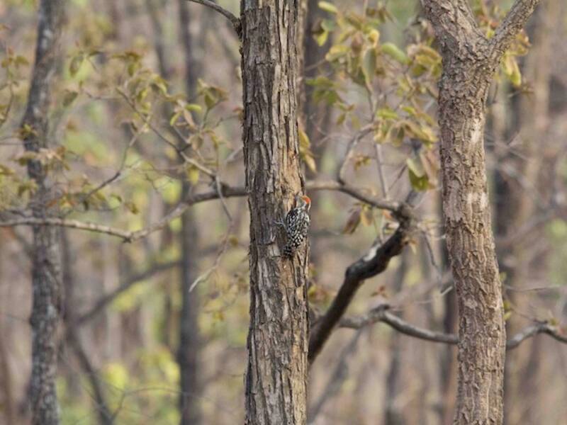 Yellow-crowned Woodpecker