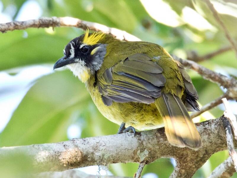 Yellow-eared Bulbul