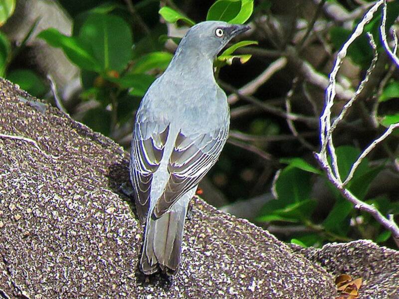Coracina barrata