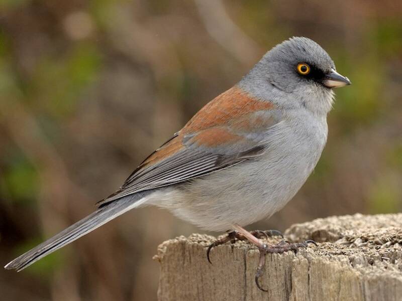 Junco occhigialli, Foto 4
