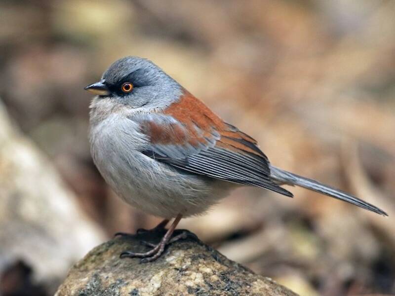 Junco occhigialli, Foto 2