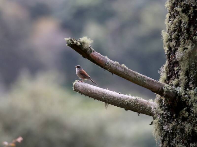 Junco occhigialli