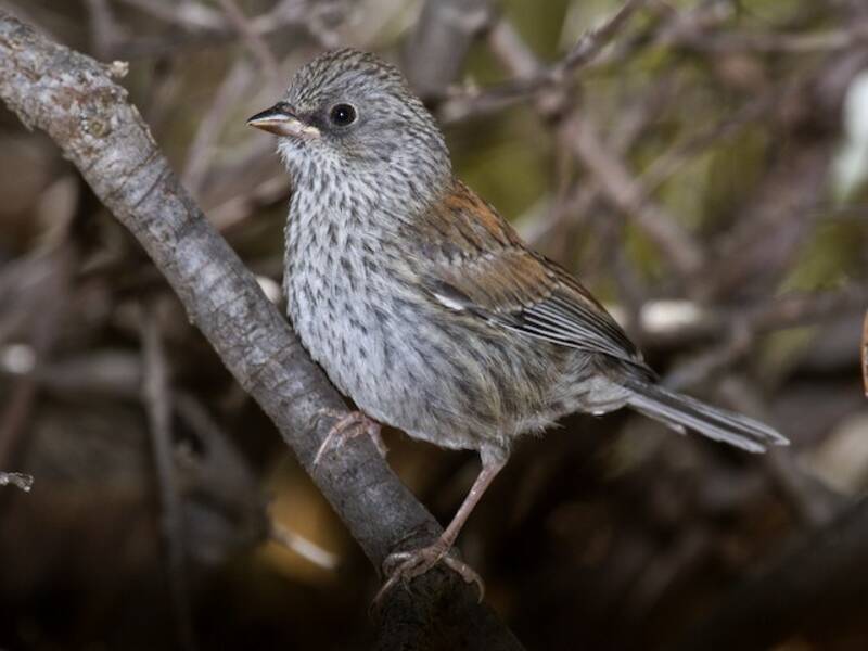 Junco occhigialli, Foto 3