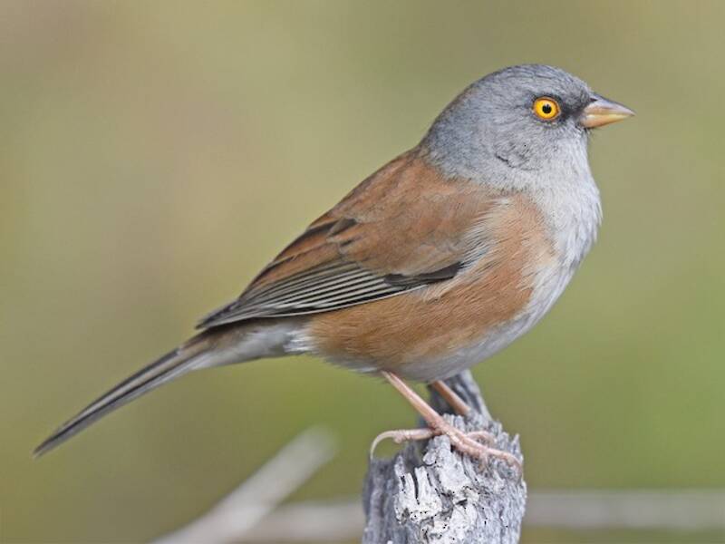 Junco di Baird, Foto 3