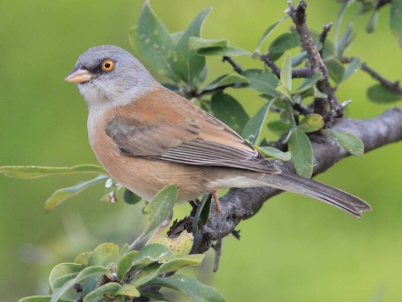Junco di Baird, Foto 2