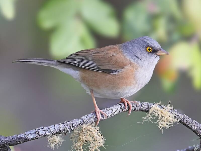 Junco di Baird