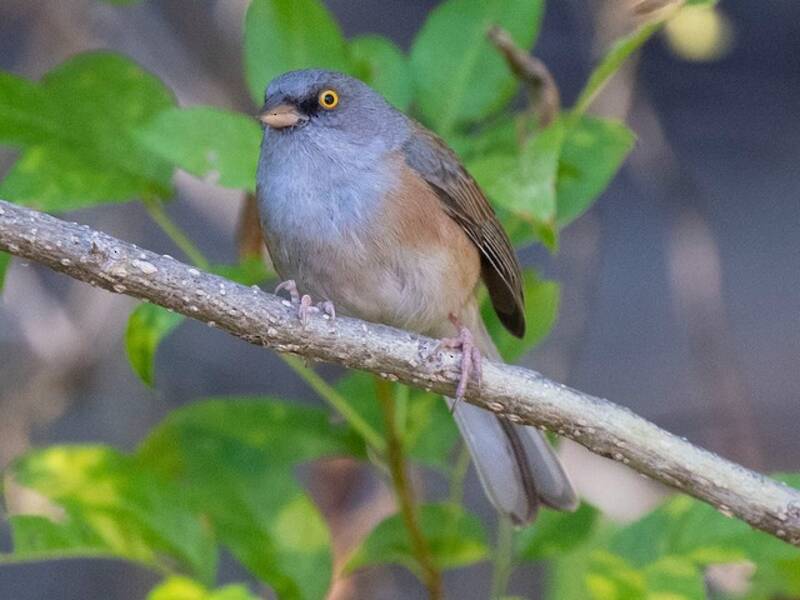 Junco di Baird, Foto 4