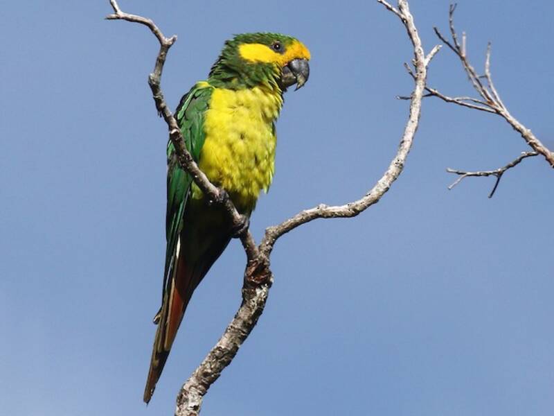 Loro orejiamarillo