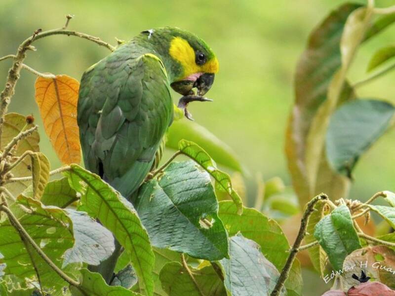 Loro orejiamarillo, Fotos 3