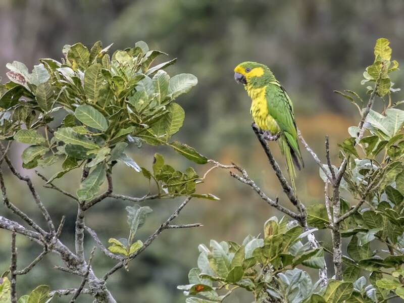 Loro orejiamarillo, Fotos 4