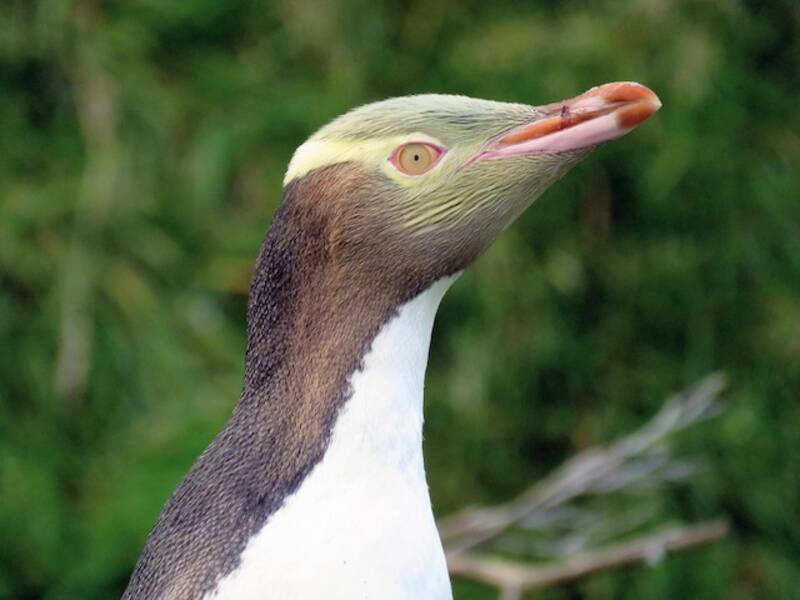 Gelbaugenpinguin, Fotos 4