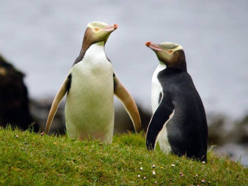 Gelbaugenpinguin, Fotos 3