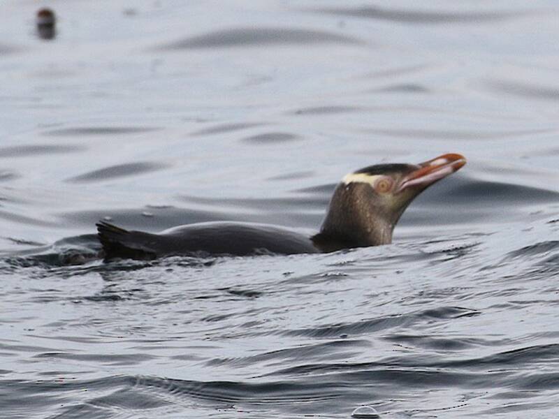 Gelbaugenpinguin, Fotos 2