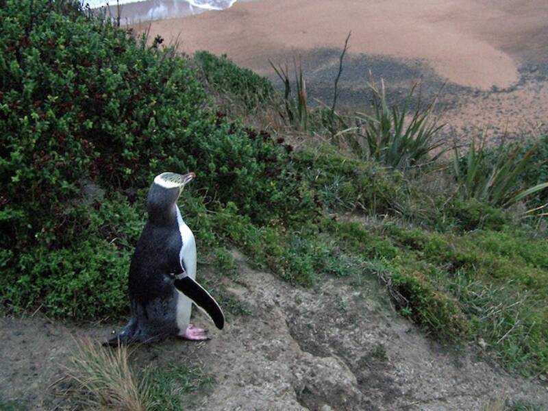 Yellow-eyed Penguin (Megadyptes antipodes)
