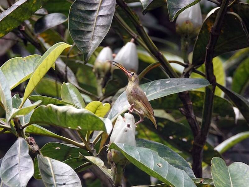 Yellow-eared Spiderhunter