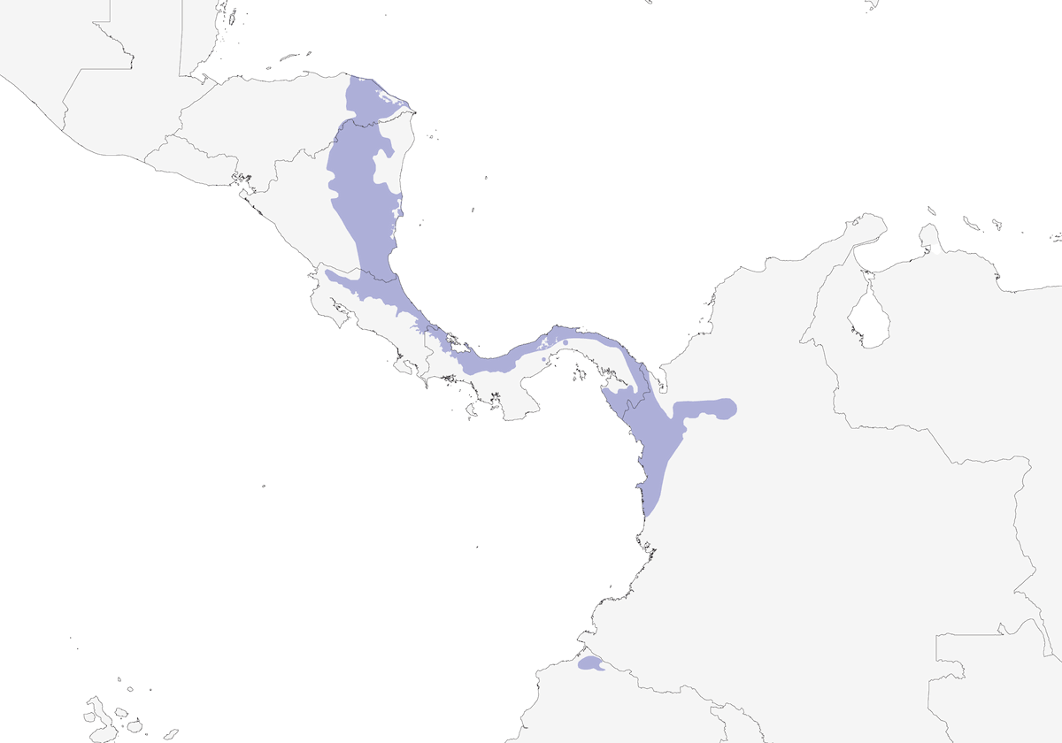 Tucanete orejiamarillo, Distribución 1