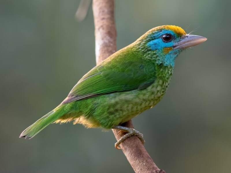 Yellow-fronted Barbet, Photos 3