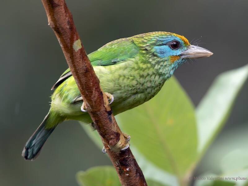 Yellow-fronted Barbet, Photos 4