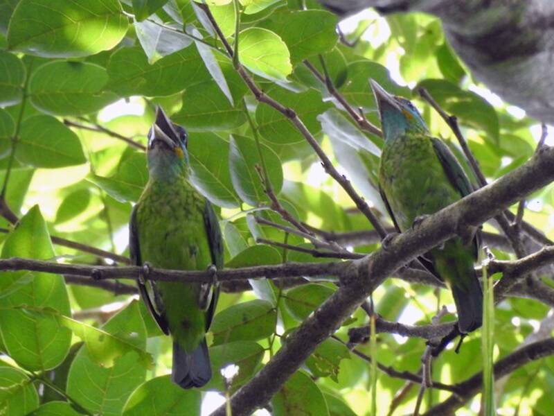 Yellow-fronted Barbet, Photos 2