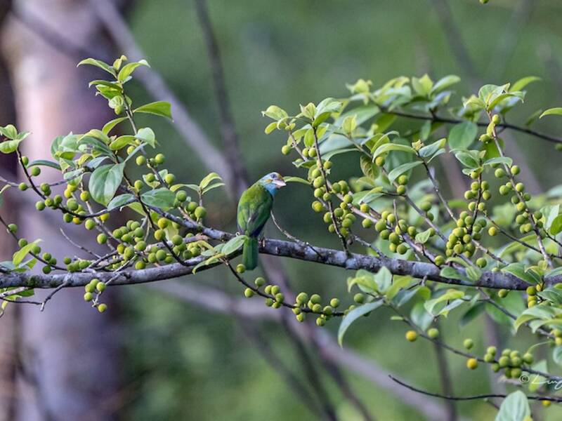 Yellow-fronted Barbet