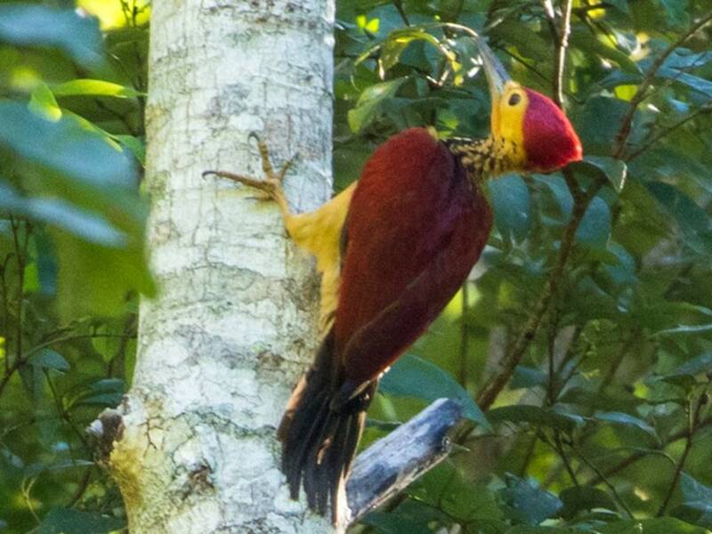 Yellow-faced Flameback