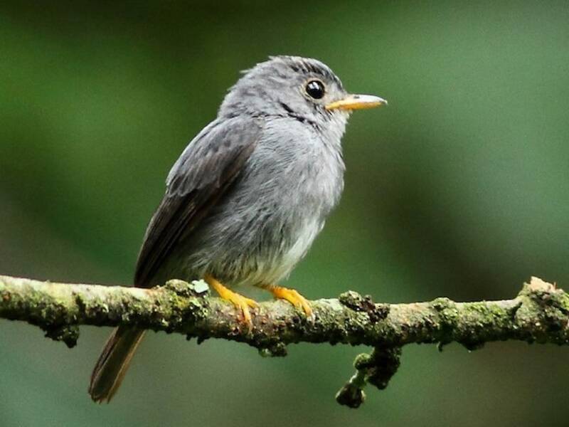 Mosquero Patigualdo