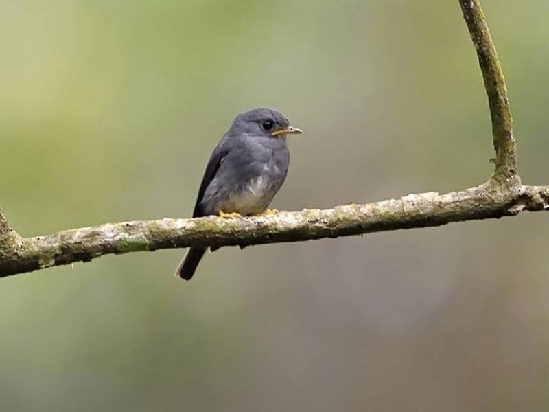 Chloropeta gialla, Foto 4