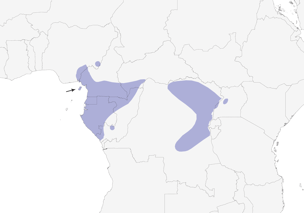 Chloropeta gialla, Distribuzione 1