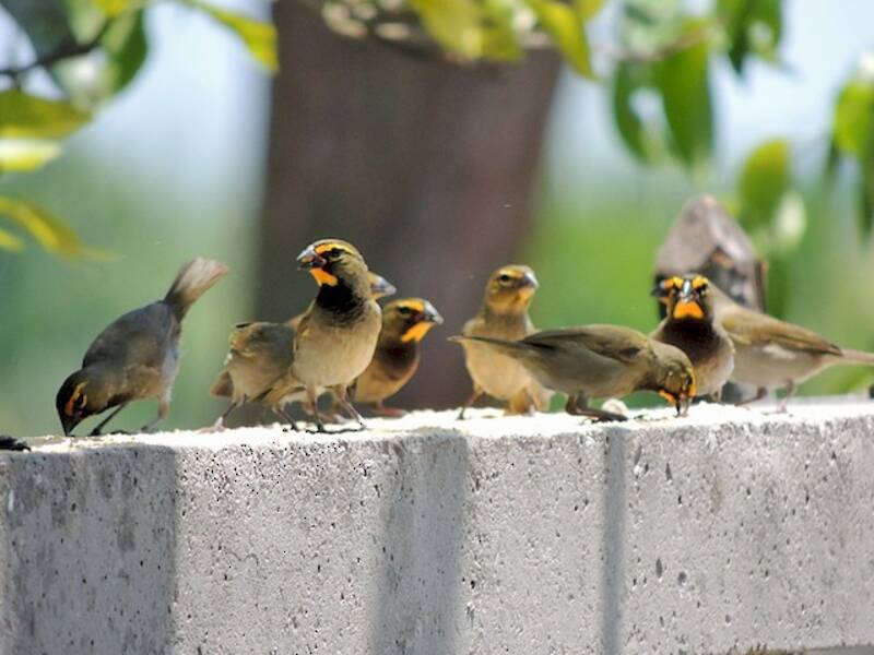 Yellow-faced Grassquit