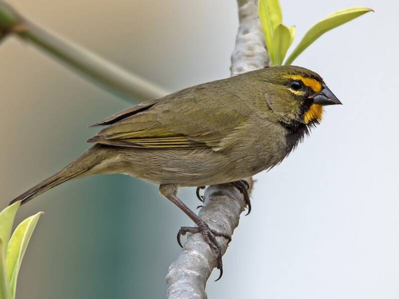 Yellow-faced Grassquit, Photos 2