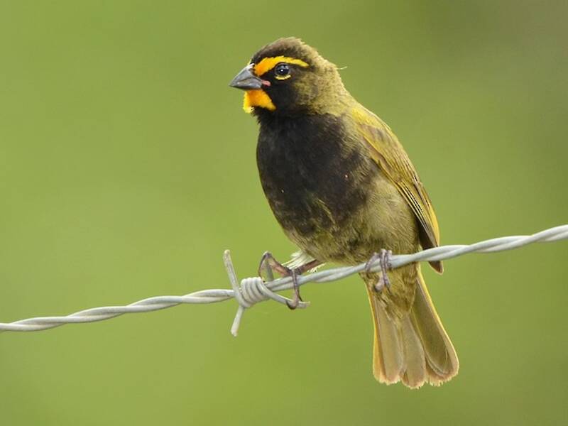Yellow-faced Grassquit, Photos 3