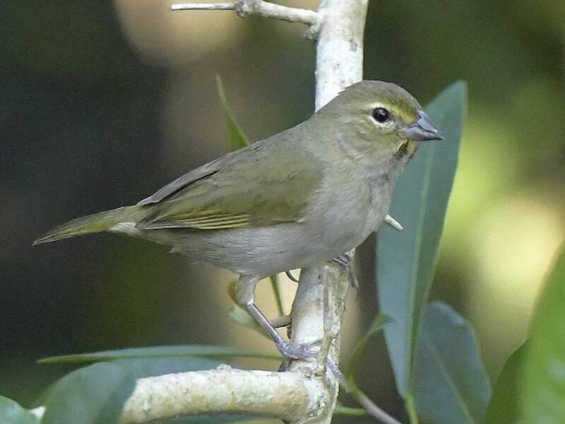 Yellow-faced Grassquit, Photos 4